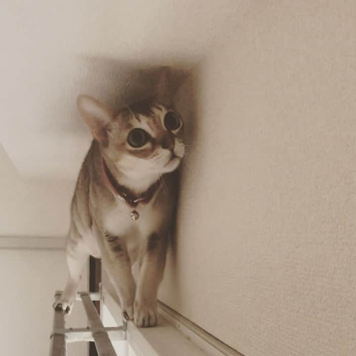 古谷恵のインスタグラム：「カーテンレールチャレンジ #cat#猫#singapuracat#シンガプーラ#大豆」