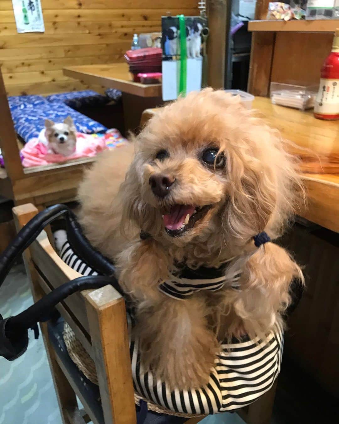 Toypoodle Mikuru?Asakusa Tokyoのインスタグラム：「20200516 Saturday. Good morning! Friends 💞 週末なのに悪天候😣 . 写真はテレワーク唯一の楽しみ みくると地元ランチ🥢 オニク🍖貰えたみきゅるんは大喜びでした💞 休憩時間なので金泡飲めないのが残念です😭 . 普段は殆どテイクアウトですが、タマには外食もね。 . 20200514 Thursday pic. . #浅草ランチ #冷やしうどん #生ビール 飲みたかった」
