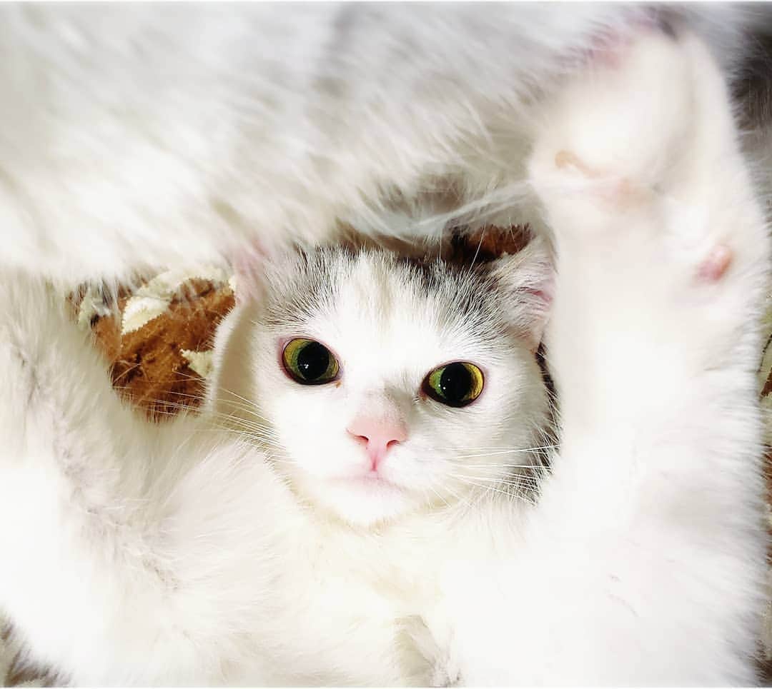 坂本詩緒里さんのインスタグラム写真 - (坂本詩緒里Instagram)「しゃりちゃんのおなかが大好きなみるちゃん😹おはよう♪  #みるちゃん #変わった目の色 #ねこのいる暮らし #猫 #ねこ#母猫 は #オッドアイ #かわいい #ねこすたぐらむ #ふわふわ #もふもふ #子猫 #だっこ #cat #catstagram #pet #癒し #goodmorning #baby」5月16日 9時15分 - jpba529