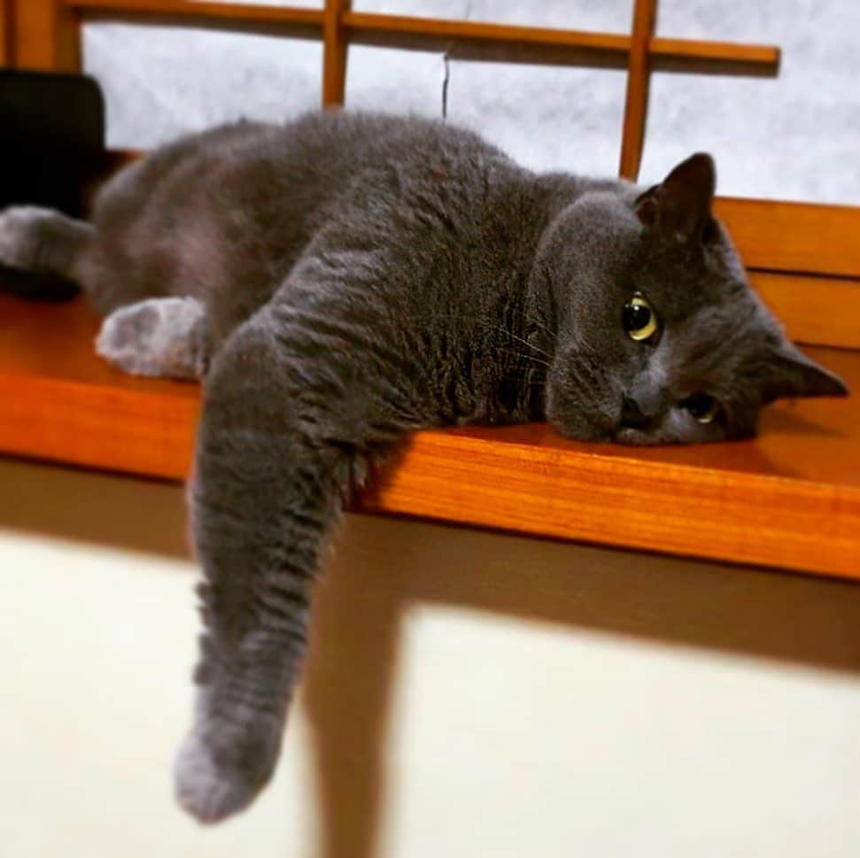 チキン南蛮カレーのルウ王子のグルメインスタ