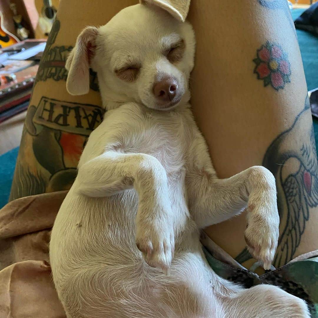 マーガレット・チョーさんのインスタグラム写真 - (マーガレット・チョーInstagram)「This doesn’t look comfortable but she’s actually sleeping #chihuahua #rescuedogsofinstagram #love #quarantine #dogsofinstagram #dog」5月16日 9時30分 - margaret_cho