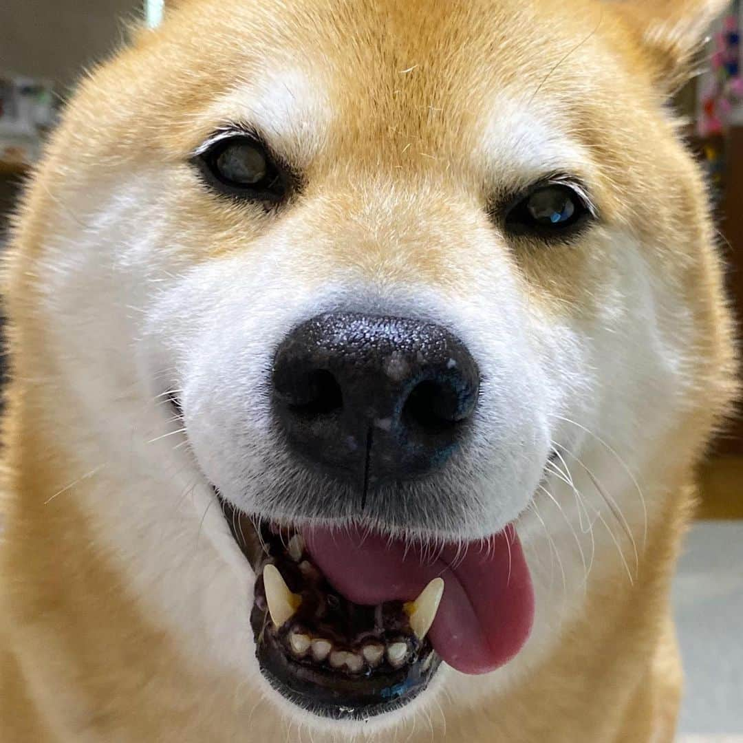 まる（まるたろう）さんのインスタグラム写真 - (まる（まるたろう）Instagram)「Good morning!✨🐶✨おはまる〜！みんな朝ごはん食べた？ #まるはさっき食べた #ヨーグルトも食べた #夜ご飯が待ち遠しいです #パパなんとかなりませんか #そこをなんとかお願いします」5月16日 10時07分 - marutaro