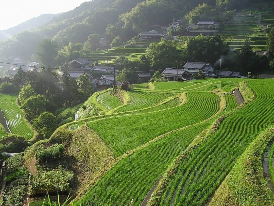 旅色さんのインスタグラム写真 - (旅色Instagram)「＼＼5月16日は『旅の日🌿』 ／／﻿ ﻿なかなか旅に出られない時期が続き、 モヤモヤしている方も多いのでは？ 今日は旅が思い切りできる時に備えて、 次の旅先候補を考えてみませんか？ ﻿ 編集部の気になる旅先を一挙にご紹介！﻿ ﻿ どこか懐かしい棚田のある風景をピックアップ🍃﻿ ﻿ ①松代・松之山の棚田﻿ 星峠の棚田（ほしとうげのたなだ）﻿ 📍新潟県十日町市峠﻿ ﻿ ②明日香村の棚田﻿ 📍奈良県明日香村稲渕﻿ ﻿ ③丸山千枚田﻿ 📍三重県熊野市紀和町丸山﻿ ﻿ https://plus.tabiiro.jp/articles/view/601179﻿ ﻿ ﻿ #旅の日　#次の旅先リスト　#おうち時間　#いつか行きたい　#絶対行こう　#一人旅　#女子旅　#旅　#trip　#travel　#日本風景　#旅気分　#自然　#ナチュラル　#nature　#緑　#絶景スポット #絶景　#癒し　#癒しスポット　#絶景巡りの旅　#棚田　#日本の風情　#ドライブ　#無料で読める電子雑誌　#おうちで旅体験 #旅色 　#旅色プラス」5月16日 10時00分 - tabiiro