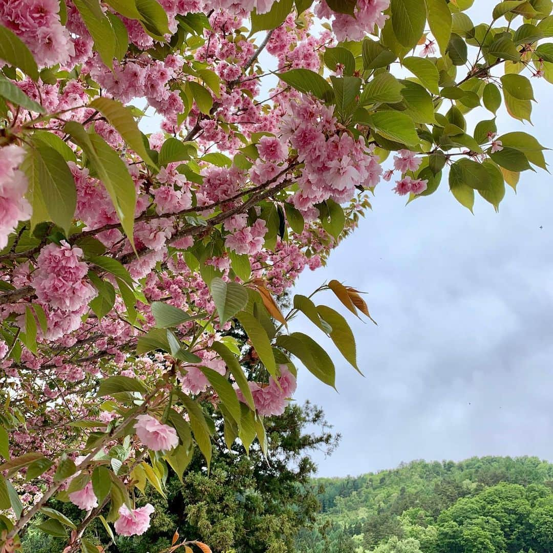 野沢温泉　村のホテル　住吉屋さんのインスタグラム写真 - (野沢温泉　村のホテル　住吉屋Instagram)「「八重桜と新緑」 村内散歩中、道祖神場横の八重桜と山の新緑が綺麗です。 #野沢温泉　#住吉屋」5月16日 10時45分 - sumiyosiya