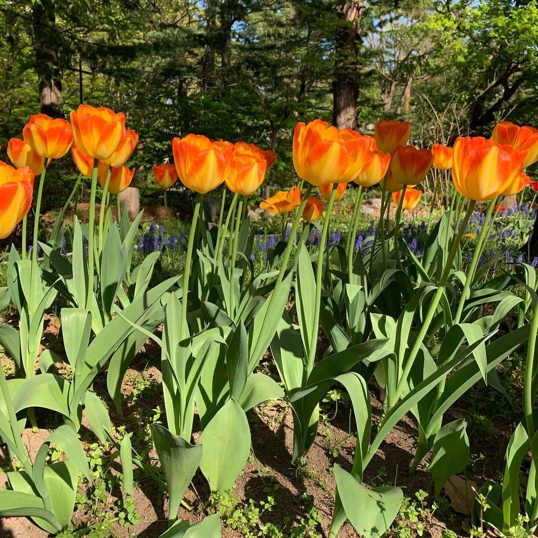 ニック・マルティネスさんのインスタグラム写真 - (ニック・マルティネスInstagram)「Beautiful tulips in Sapporo! Which are your favorites?!」5月16日 10時52分 - nickmartinez22