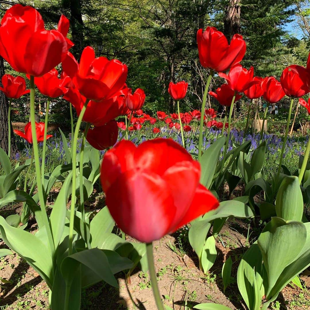 ニック・マルティネスさんのインスタグラム写真 - (ニック・マルティネスInstagram)「Beautiful tulips in Sapporo! Which are your favorites?!」5月16日 10時52分 - nickmartinez22