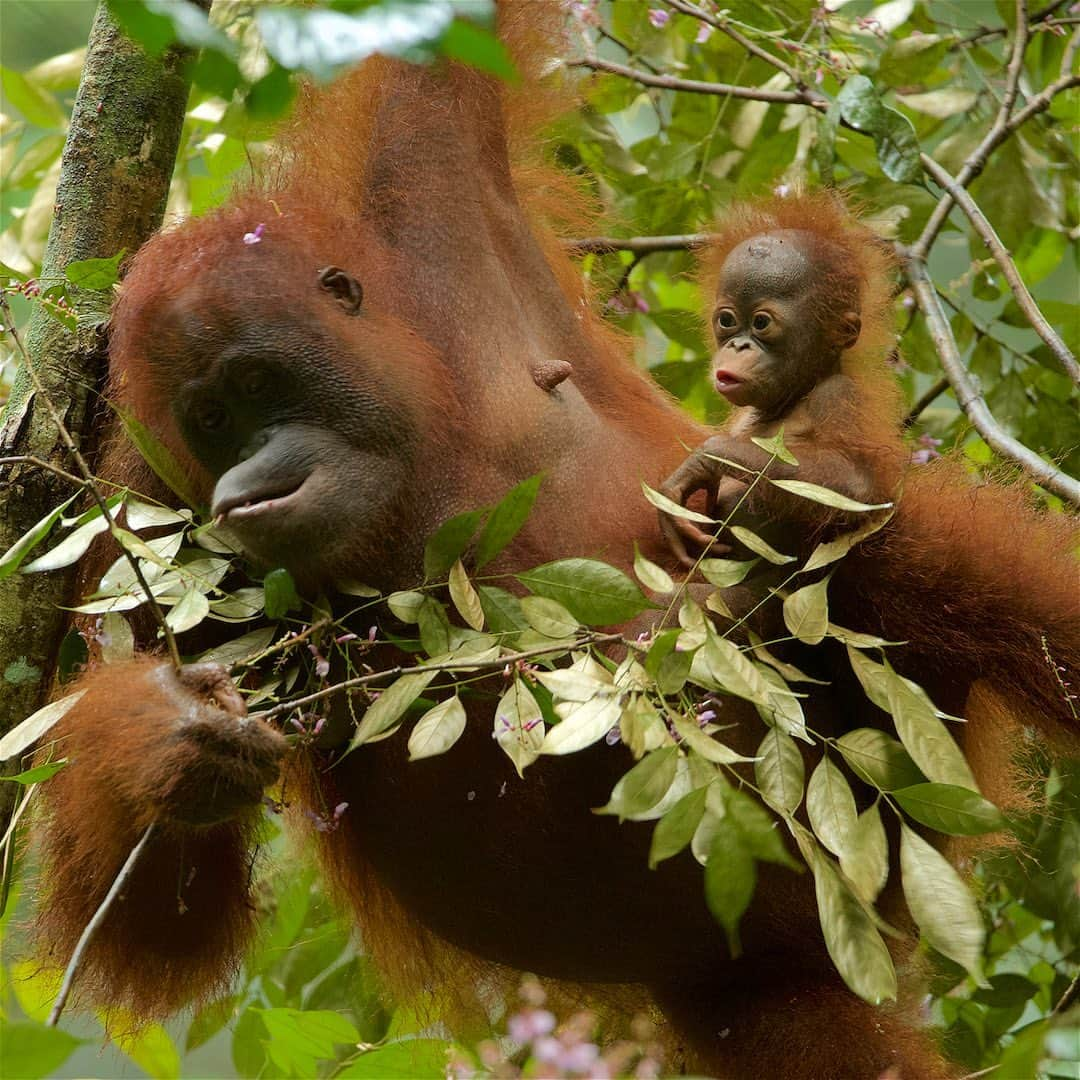 Tim Lamanさんのインスタグラム写真 - (Tim LamanInstagram)「Photos by @TimLaman.  Today May 15 is Endangered Species day, and I’d like to share some favorite photos of Bornean Orangutans from my archive to promote awareness of this Critically Endangered species.  Orangutans are endangered mainly due to habitat loss, which has been severe over recent decades.  But important strongholds remain, like Gunung Palung National Park, where I took these images.  And there is important conservation work being done there by @SaveWildOrangutans, who work closely with the communities around the park to promote the long term health of this important orangutan population and the sustainable livelihoods of the people in the communities.  Please follow @SaveWildOrangutans to learn more, and follow the link in their profile to their website and consider a small monthly donation that can really make a difference.  I’m supporting this effort and I hope you will join me at www.savewildorangutans.org.  Photos: 1) Female with baby  2) Young female 3) Adult male making kiss-squeak call.  #GunungPalungNationalPark #orangutan #borneo #Indonesia @tanagupa #savewildorangutans #endangeredspeciesday」5月16日 11時06分 - timlaman