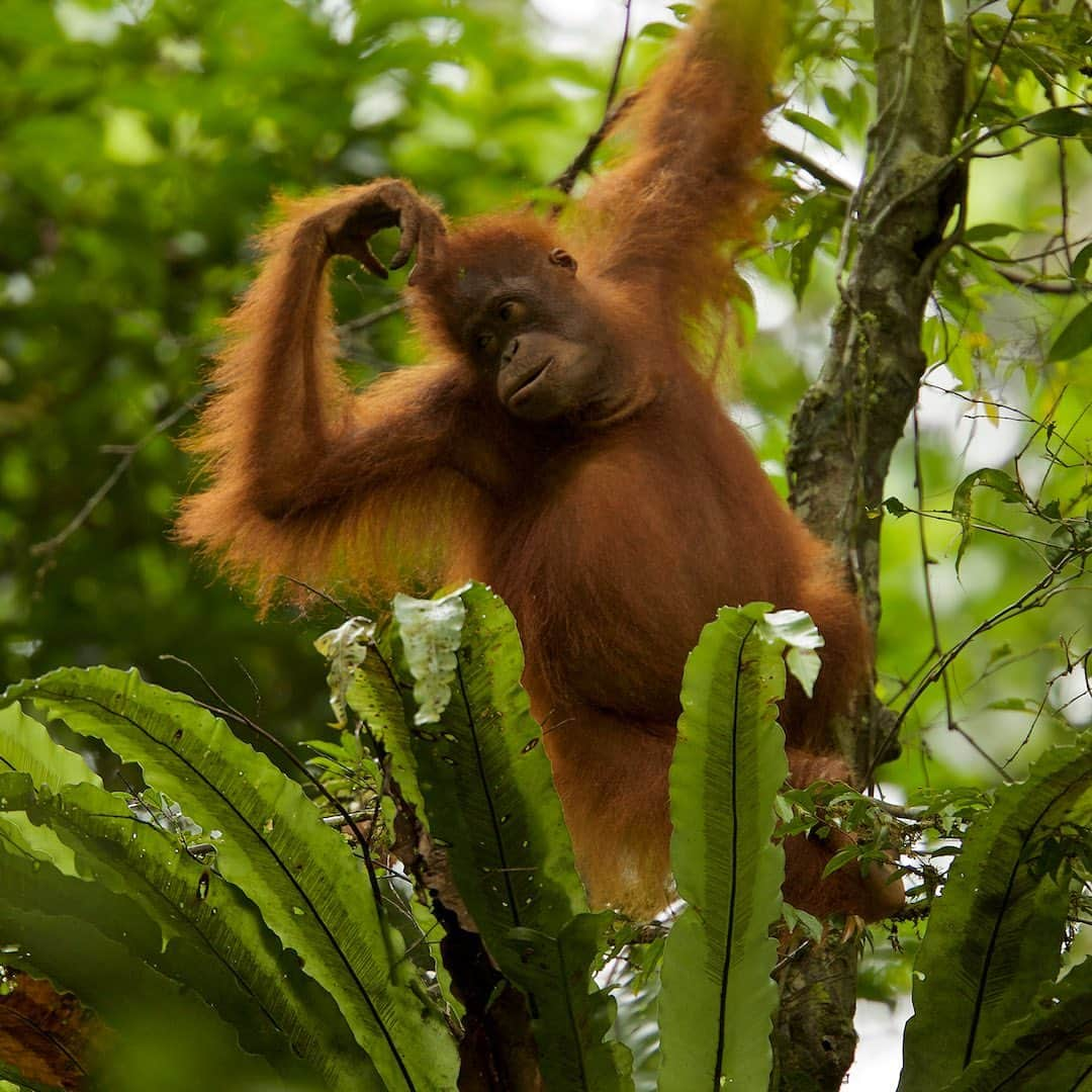 Tim Lamanさんのインスタグラム写真 - (Tim LamanInstagram)「Photos by @TimLaman.  Today May 15 is Endangered Species day, and I’d like to share some favorite photos of Bornean Orangutans from my archive to promote awareness of this Critically Endangered species.  Orangutans are endangered mainly due to habitat loss, which has been severe over recent decades.  But important strongholds remain, like Gunung Palung National Park, where I took these images.  And there is important conservation work being done there by @SaveWildOrangutans, who work closely with the communities around the park to promote the long term health of this important orangutan population and the sustainable livelihoods of the people in the communities.  Please follow @SaveWildOrangutans to learn more, and follow the link in their profile to their website and consider a small monthly donation that can really make a difference.  I’m supporting this effort and I hope you will join me at www.savewildorangutans.org.  Photos: 1) Female with baby  2) Young female 3) Adult male making kiss-squeak call.  #GunungPalungNationalPark #orangutan #borneo #Indonesia @tanagupa #savewildorangutans #endangeredspeciesday」5月16日 11時06分 - timlaman