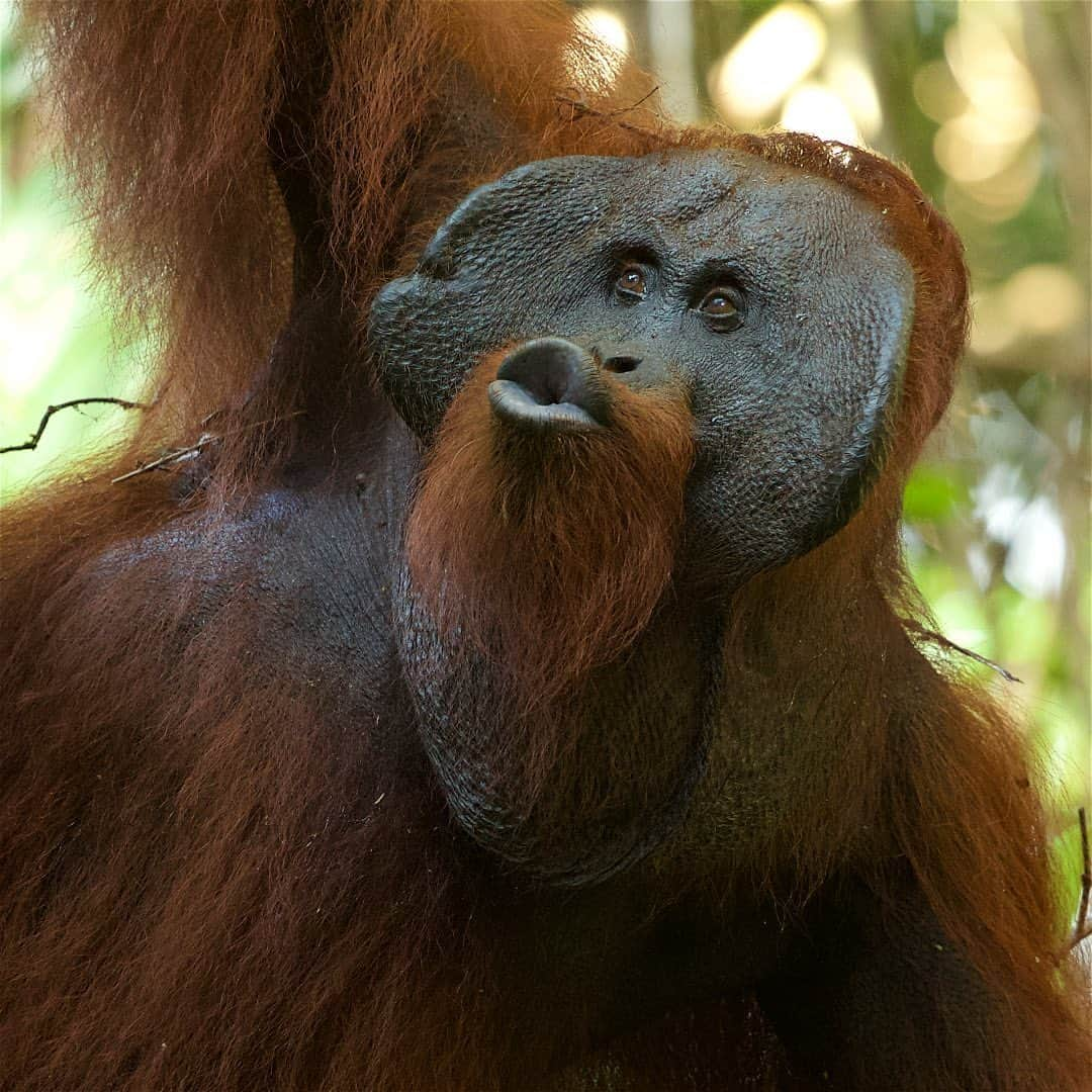 Tim Lamanさんのインスタグラム写真 - (Tim LamanInstagram)「Photos by @TimLaman.  Today May 15 is Endangered Species day, and I’d like to share some favorite photos of Bornean Orangutans from my archive to promote awareness of this Critically Endangered species.  Orangutans are endangered mainly due to habitat loss, which has been severe over recent decades.  But important strongholds remain, like Gunung Palung National Park, where I took these images.  And there is important conservation work being done there by @SaveWildOrangutans, who work closely with the communities around the park to promote the long term health of this important orangutan population and the sustainable livelihoods of the people in the communities.  Please follow @SaveWildOrangutans to learn more, and follow the link in their profile to their website and consider a small monthly donation that can really make a difference.  I’m supporting this effort and I hope you will join me at www.savewildorangutans.org.  Photos: 1) Female with baby  2) Young female 3) Adult male making kiss-squeak call.  #GunungPalungNationalPark #orangutan #borneo #Indonesia @tanagupa #savewildorangutans #endangeredspeciesday」5月16日 11時06分 - timlaman