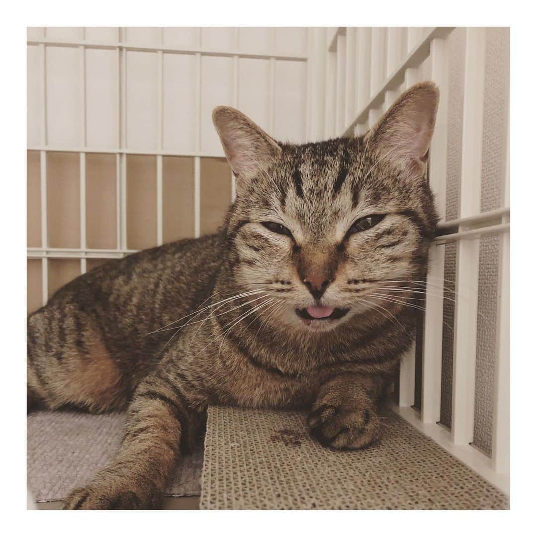 こむぎのインスタグラム：「* 岐阜多頭崩壊現場のねこたち 金曜に抜歯手術をしたしゅうくん！！ ストーリーには少しずつアップしていましたが投稿が遅くなりすみません🙇🏻 しゅうくん元気になってきましたーーー良かった😭 しゅうくん、臼歯の全抜歯になりました💦 通常は1日入院くらいの手術なのですが、大学病院だと日帰りのクラスの手術なので昨日手術で当日お迎えでした。 帰宅してから血の混じったヨダレが出たり(先に同じように大学病院で手術した、りすちゃんきりんくんも同じく)、お耳もチンチコチンに熱くなってかなり辛そうな感じでした😭 私も心配で中々眠れず、夜の間に何回かしゅうくんの様子をみて、今朝には少し熱が下がり目力も出てきました。 今日の夕方には口周りも綺麗になってきて、でっぱなしになっていた舌も出ていない✨ AD缶にしゅうくんが手術の前日いくつかある中から食べてくれたパウチと同じものをかけてあげたらペロリと食べてくれましたー👏 まだ少量ずつですが、ゆっくりしゅうくんのペースでご飯を増やして、もっと元気になって貰えたらと思います🤗✨ しゅうくんえらいぞ！頑張りました！！😭✨ 2週間のコンベニア(抗生剤)を打ってもらっているのでまたその後受診しようと思います😊 猫の口ケアの重要性はまた改めて投稿しようと思います🙇🏻💦 ・ それと今日は子猫のお見合いがあり里親希望者さんに自宅へ少しの時間来ていただきました🤗 本当は名古屋でのお見合いにも立ち合う予定でしたが、しゅうくんのそばにいたかったのでそちらはLINEのビデオ通話で参加😊 しゅうくんの手術が急に決まったので色々重なりバタバタしておりました😂 LINEなど返信できてなかったり遅かったりしてすみません💦 順にご連絡させていただきますー🙇🏻 お見合いが終わったあとに1時間ほど寝て私は回復したので大丈夫です🤗✨ ・ とにかくしゅうくん本当良かったー💦辛そうな姿をみると本当こちらも辛くなりますね😢 写真は昨日から順に、動画も昨日の様子と今日の様子です🤗 お顔の腫れはまだ少しあるけど、いつもの可愛いしゅうくんです☺️ 早く元気になって、本当の家族見つけようね☺️ 応援してくださった方、心配してくださった方、DMありがとうございました😭 個別にお返事できてなくてこちらでまとめてのお礼で申し訳ないですーー🙇🏻 #岐阜多頭崩壊レスキュー」