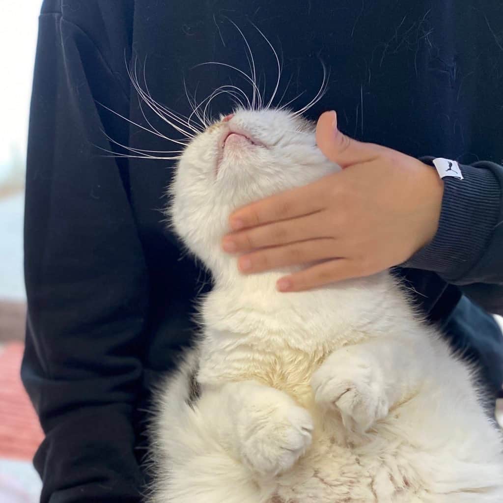 8n21のインスタグラム：「各々元気に過ごしてます #まだまだstayhome  #cats #ねこ部」