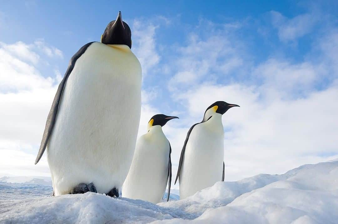 National Geographic Travelさんのインスタグラム写真 - (National Geographic TravelInstagram)「Photo by @daisygilardini | Photographing emperor penguins at Snow Hill Island in Antarctica has been one of the highlights of my career. Sometimes, lying on your belly is not enough to achieve a certain low-angle perspective. For this reason, when I’m in the field, I’m always looking for depressions in the ground. Shooting from a low angle makes the subject look bigger, stronger, and more powerful. In this specific case, the three emperor penguins were standing on a snowbank. By positioning myself right below the bank and shooting upward, the three penguins look imposing. Follow me @DaisyGilardini for more images and stories behind the scenes. #penguin #emperorpenguin #Antarctica #chick」5月16日 21時07分 - natgeotravel