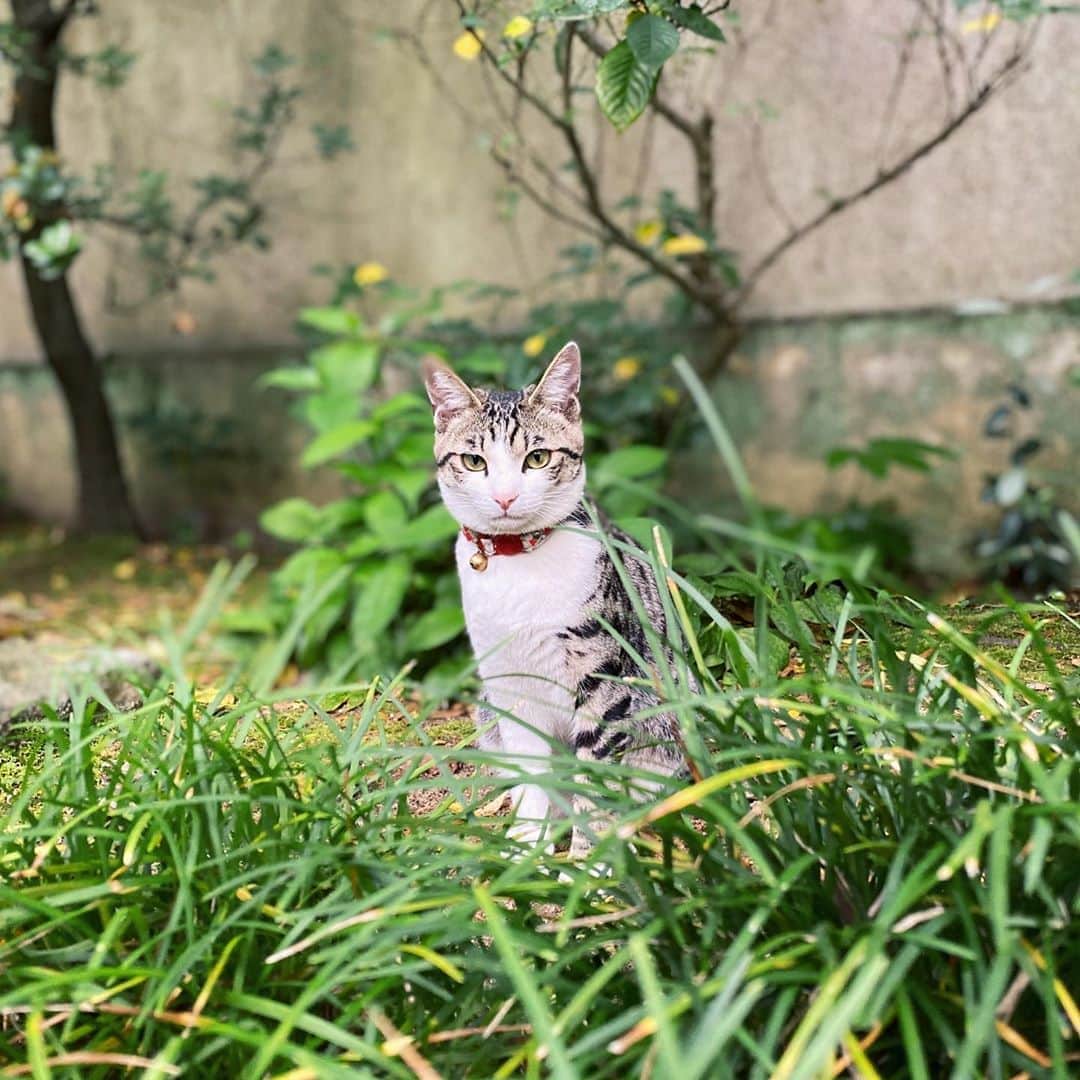 松田岳さんのインスタグラム写真 - (松田岳Instagram)「鈴って言うんです🐈  #猫ちゃん #ねこすたぐらむ  #うちの猫自慢 #🐈」5月16日 21時15分 - matsuda.gaku
