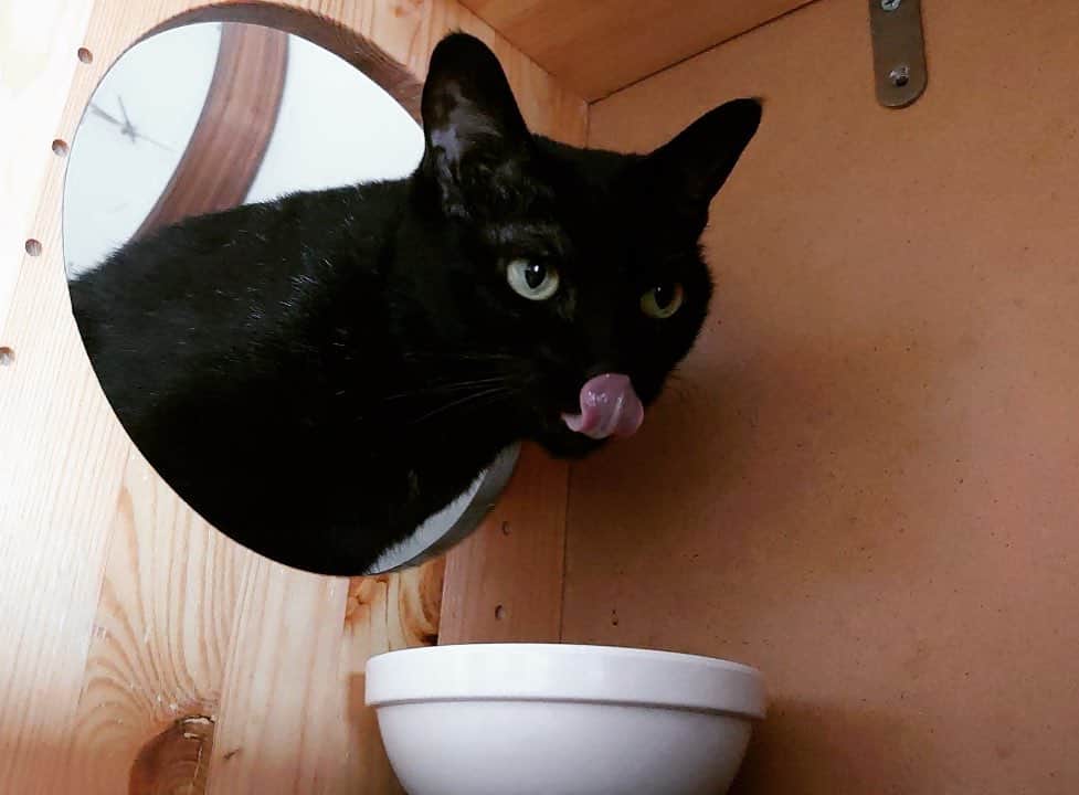 黃阿瑪的後宮生活さんのインスタグラム写真 - (黃阿瑪的後宮生活Instagram)「Socles：「好吃！」#貓 #黑貓 #fumeancats #黃阿瑪的後宮生活」5月16日 21時33分 - fumeancat
