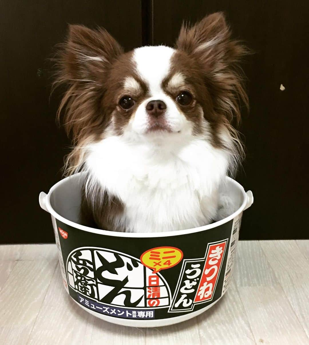 犬小屋??さんのインスタグラム写真 - (犬小屋??Instagram)「ふしぎのどん兵衛！ #chihuahua  #chihuahualove  #chihuahuastagram  #チワワ #チワワのいる暮らし  #チワワ大好き  #チワワ部  #cutydog #犬小屋 #どん兵衛  #特大サイズ  #ちわすたぐらむ  #ファインダー越しの私の世界  #ふしぎすたぐらむ #ブルーリボンスタイル」5月16日 12時57分 - tiwa1109