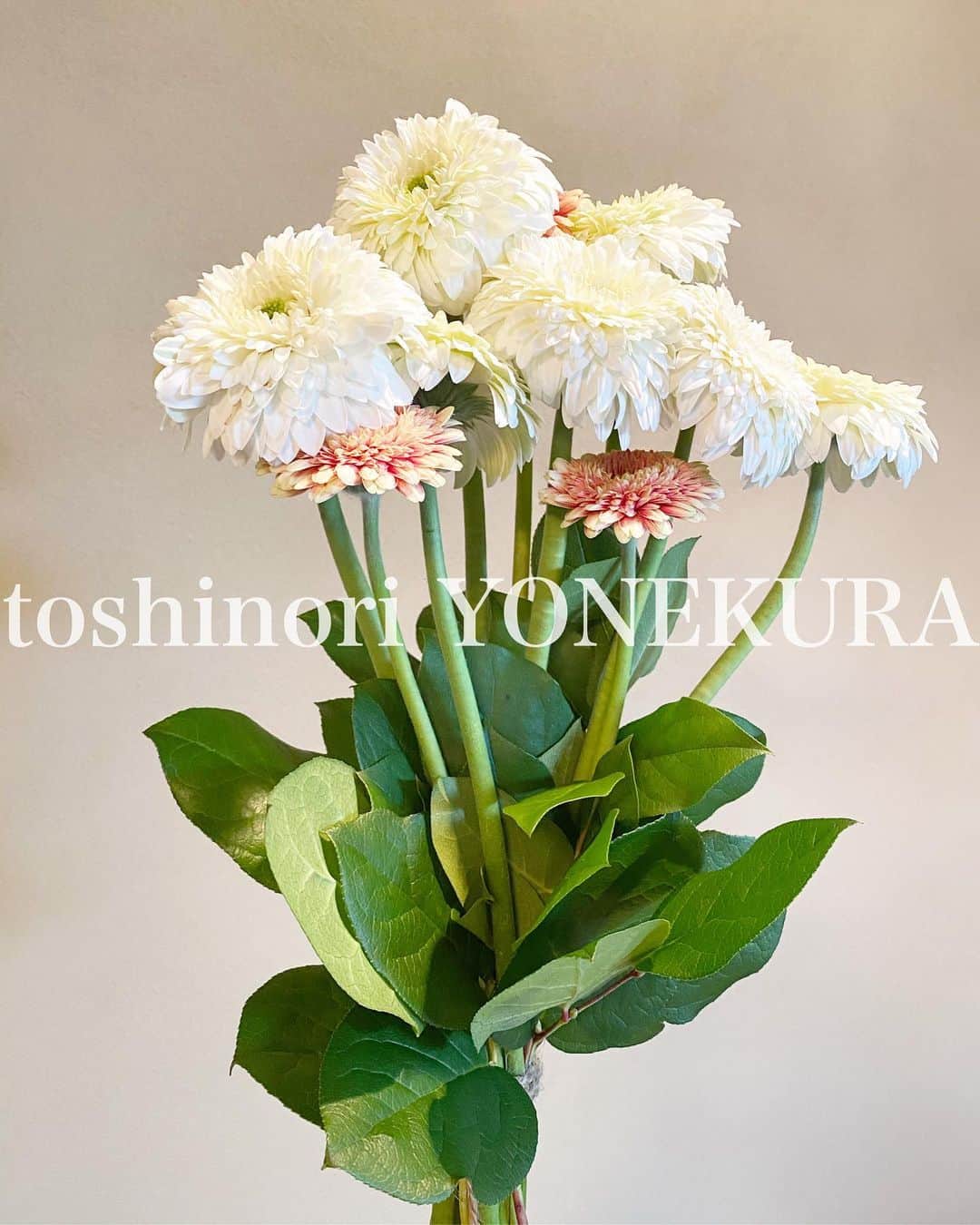 米倉利紀さんのインスタグラム写真 - (米倉利紀Instagram)「flowers of this week: gerbera #男花 #花のある生活 #ガーベラ」5月16日 13時10分 - toshi_yonekura
