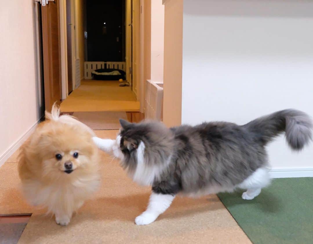 Hanaさんのインスタグラム写真 - (HanaInstagram)「もふもふ#鬼ごっこ * 🐶キャハハハ〜♪ * 😼 * 🐕💨 * 👋😺はい、タッチでしゅ♪ * * ブログ更新しました♪ http://kedamakyoudai.blog.jp/ #NorwegianForestCat#Pomeranian#japan#catlover#doglover#dogs#cat#Kawaii#fluffy#pom#fluffydog#catsofinstagram#dogsofinstagram#fluffycat#ノルウェージャンフォレストキャット#ポメラニアン#pecoいぬ部#ペコねこ部#犬と猫のいる暮らし#かわいい#cute#cutecat#cutedog#funny#funnydog#funnycat#いぬのきもち#ねこのきもち#ライブドアインスタブロガー」5月16日 14時04分 - mofu2family