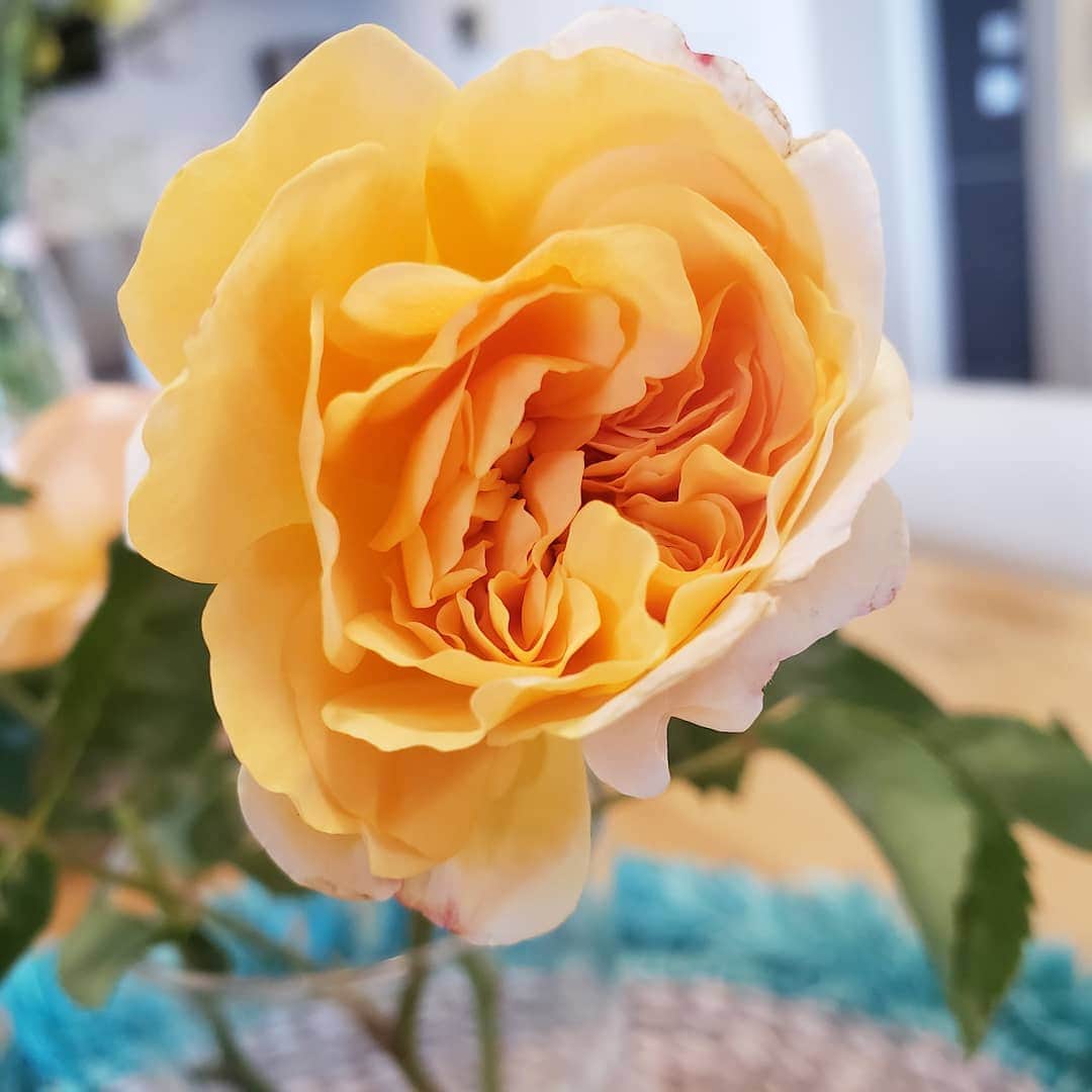 向山志穂さんのインスタグラム写真 - (向山志穂Instagram)「切り花にしてお家の中に飾りました💐 日に日に色が変わっていく不思議な薔薇。 色の変化も楽しみの一つです。 最初は濃いアプリコット→アプリコット→サーモンピンク。 に変化していきます🌹  子供の頃から薔薇はアプリコットが好きで品種は違うけれど、この薔薇を見た時に運命を感じた笑  本当は紫陽花を見に行ったのに薔薇を購入した日😅  なかなか薔薇を育てるには難しい環境だけど試行錯誤で挑戦中。  今日はおうちの整理整頓でもしようかな🙆  #癒される香り #damejudidench #davidaustin」5月16日 14時04分 - shihoo9o6