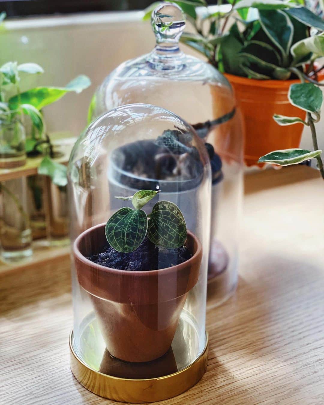 鄭碧瑩のインスタグラム：「Two months in and these are still alive so it’s time for some improvement. Will the domes keep bugs away? . . .  #plantstagram #plantsofinstagram #houseplants #plantsmakepeoplehappy #botanical #instaplants #plants #foliage #leaf #plantflife #springintoplants #plantlady #plantpotters #crazyplantlady #houseplantclub #helloplantlover #plantshelfie #houseplantsofinstagram #houseofplantlovers #junglecollective #vsco #vscogram #vscocam #vscogrid #vscoplants #macodespetola #macodessanderiana #urbanjunglebloggers」
