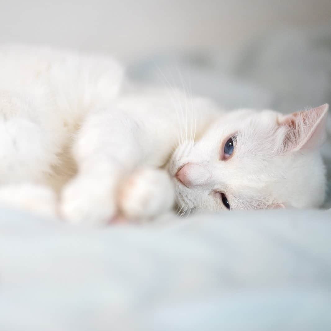 プンクマさんのインスタグラム写真 - (プンクマInstagram)「コタツがないのでベッドの上。どちらにしても下僕には快適な場所は与えられず。笑 #青彩 #ねこ #ブルーアイズ #猫 #cat #blueeyes #neko #catstagram #catsofinstagram」5月16日 14時51分 - pnkm913