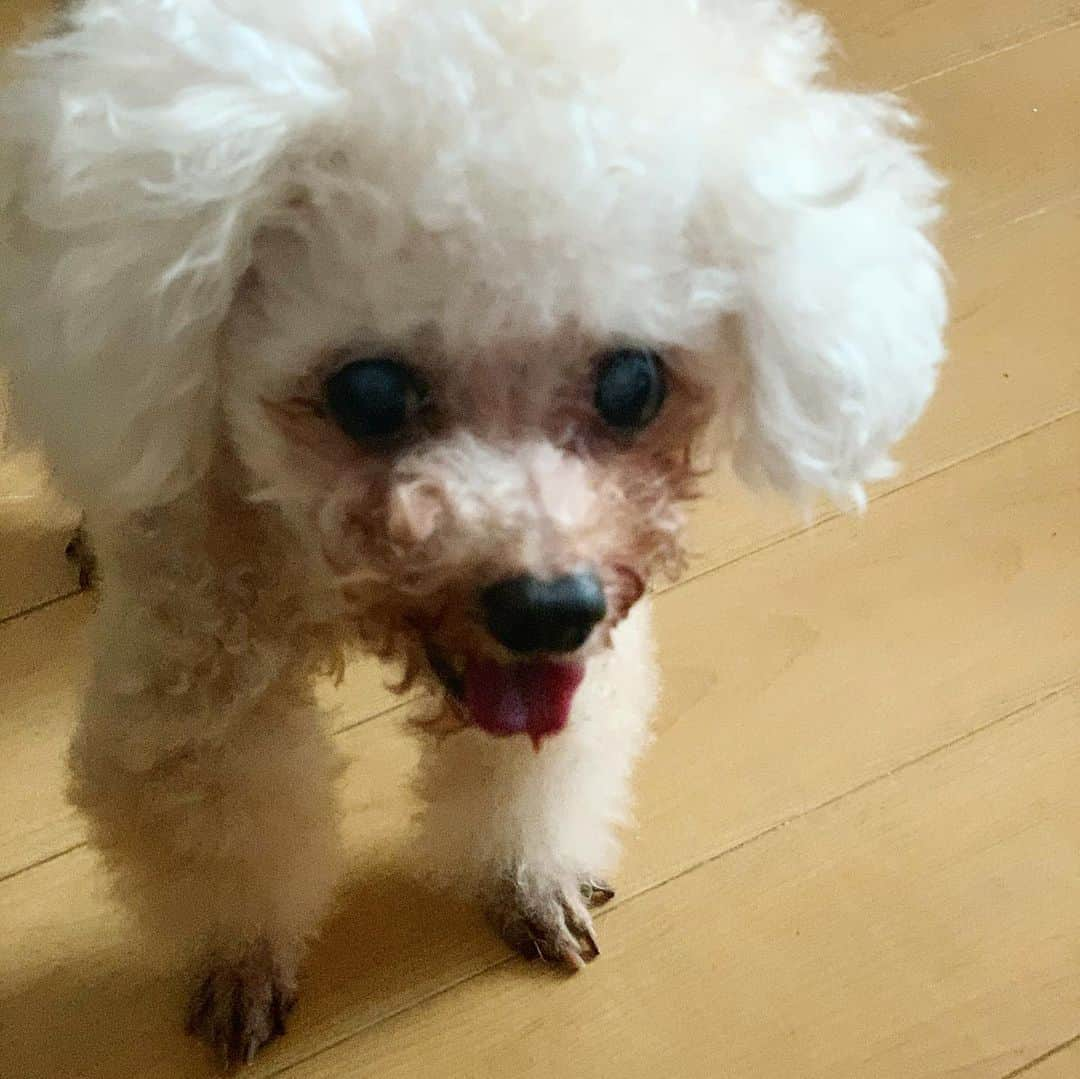 吉田玲奈さんのインスタグラム写真 - (吉田玲奈Instagram)「うちの愛犬ルーシー♡本日17歳になりました🎂こんなに元気でいてくれることに、ただただ感謝です✨まだまだ長生きしてもらいたい♡私の可愛い娘💕ありがとう🐩💕 #犬の誕生日 #犬 #愛犬 #ルーシー  #トイプードル #17歳犬 #すごい食欲 #dog🐾  #dogstagram  #toypoodle  #犬のいる暮らし  #もふもふ部  #老犬  #老犬との暮らし  #大好き #犬バカ部  #reinadog🐾」5月16日 15時06分 - reina.yoshida.ciel.1218