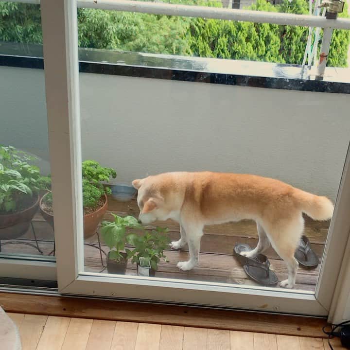 柴犬リリコのインスタグラム