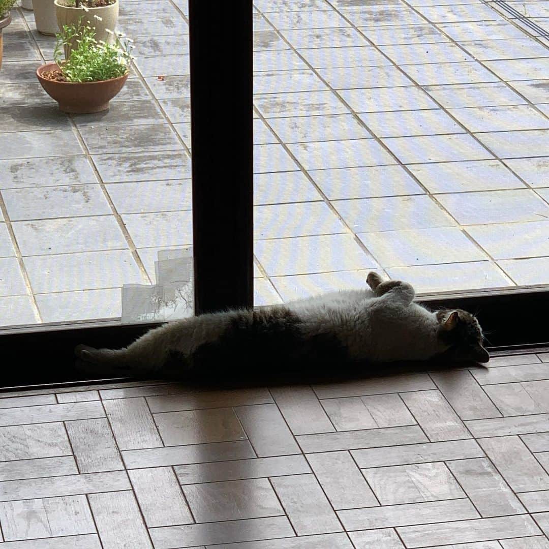 やふさんのインスタグラム写真 - (やふInstagram)「網戸と一体化する高等技術（な訳ない） . #cat #neko #catlovers #catsofinstagram #catstagram #instacat #猫 #ねこ #ネコ #保護猫 #京太」5月16日 15時31分 - kyafy