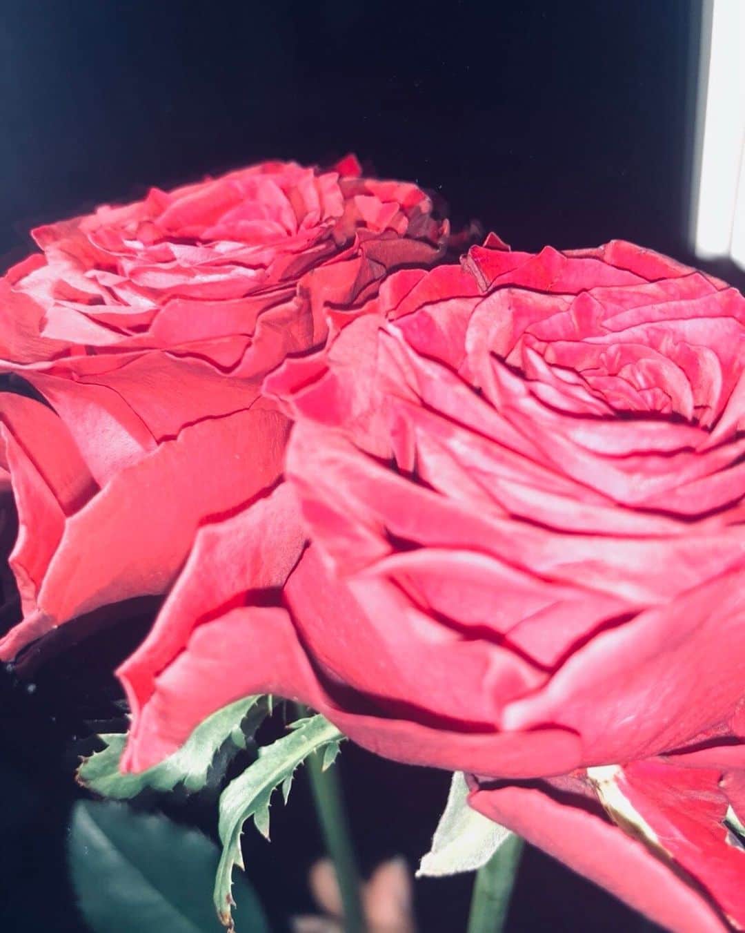 東城希亜さんのインスタグラム写真 - (東城希亜Instagram)「. . . Rose___ . . #ばら #薔薇 #rose #花 #鏡越し #ファインダー越しの世界 #写真好きな人と繋がりたい #いいね返し」5月16日 16時35分 - ichi_noa