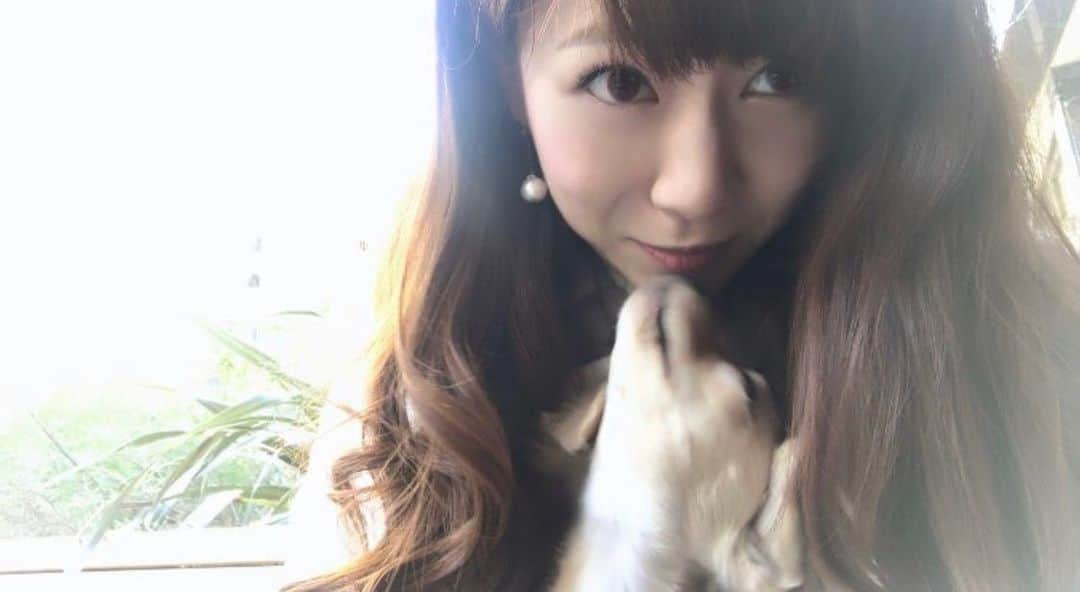 船越真衣のインスタグラム：「お友達の「まりもちゃん」🐶 実はこんなに長期で日本にいることがないから、かわいそうだから私は一生ペット飼えないのかな、、と諦めてたのだけど、この自粛中は今までで一番わんちゃん飼いたくなってるよ😂🐶💕 #ペット#ペットのいる生活 #犬#dog#ちわわ#チワワ#いぬすたぐらむ#ちわっくす#チワックス」