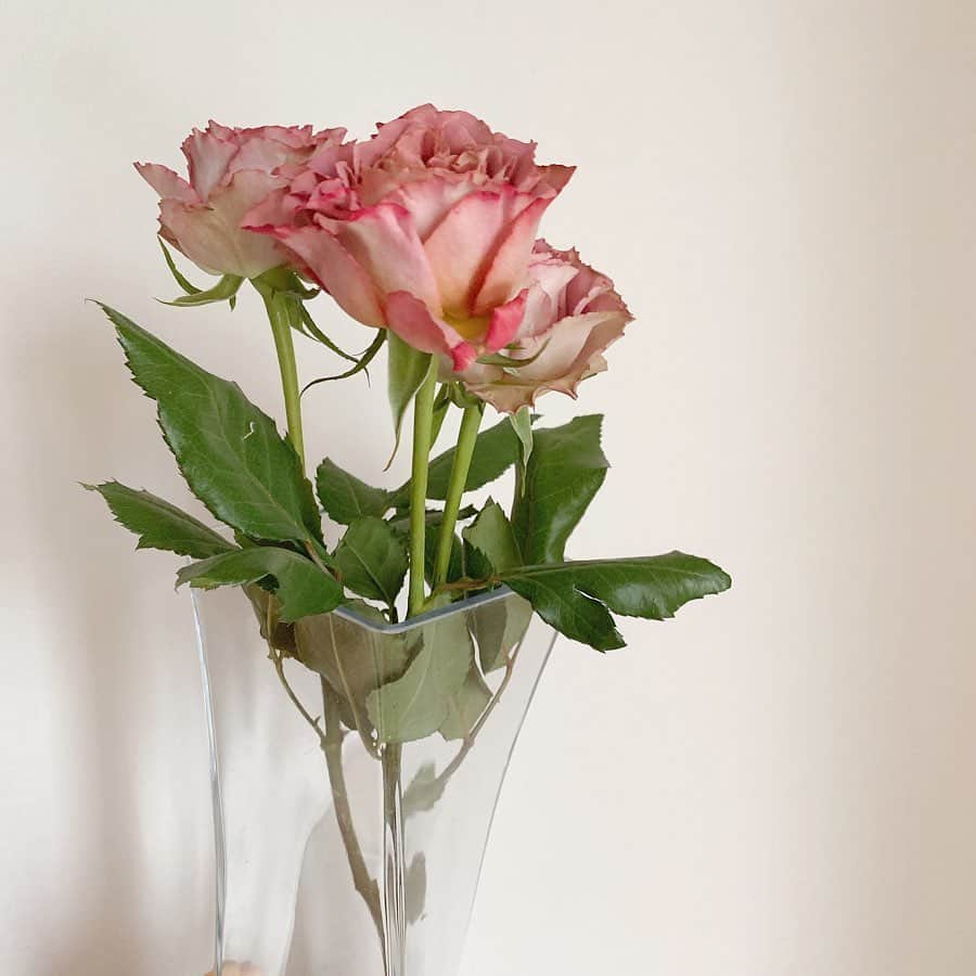 内田眞由美さんのインスタグラム写真 - (内田眞由美Instagram)「たまたま寄ったお花屋さんで 珍しい色の薔薇を手に入れた☺️💐」5月16日 16時46分 - mayumi_mmm_