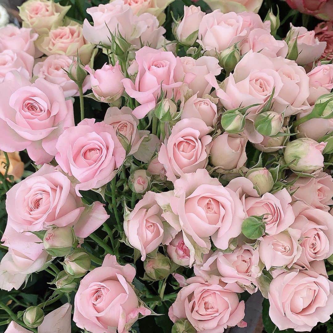 内田眞由美さんのインスタグラム写真 - (内田眞由美Instagram)「たまたま寄ったお花屋さんで 珍しい色の薔薇を手に入れた☺️💐」5月16日 16時46分 - mayumi_mmm_