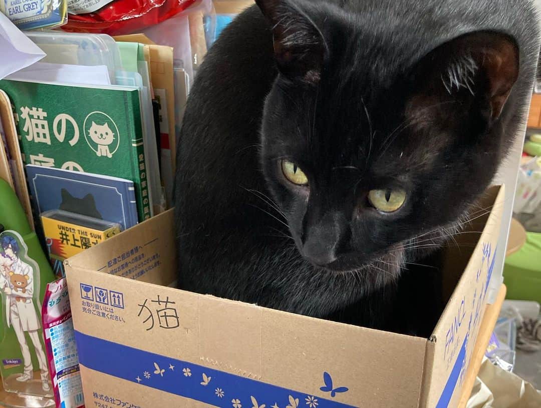 しおやてるこさんのインスタグラム写真 - (しおやてるこInstagram)「邪魔猫との攻防。 仕事机の上で邪魔するネコチャンには猫用の箱を用意すればいいってTwitterで見かけたのでやってみた結果‼️数分で箱から出てきて定位置へ…😂そんなうまくいくわけないな。猫だもんな。猫専用箱作戦は大失敗だったので、翌日猫ベッド用マットを設置してみた結果…！ 違う、そうじゃない  #黒猫」5月16日 17時09分 - shiochin1129
