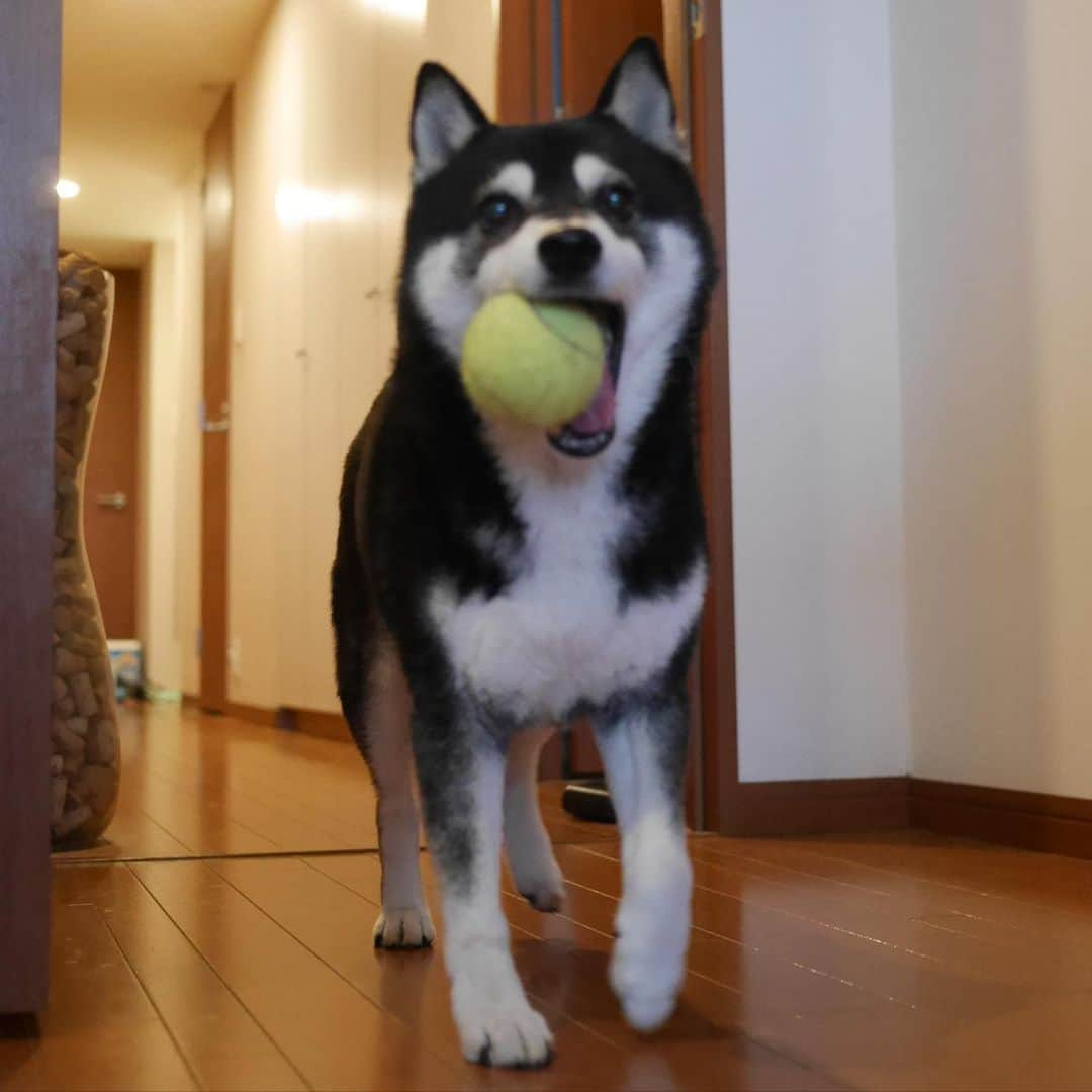 くろさんのインスタグラム写真 - (くろInstagram)「ボール遊び大好き犬🎾 #ボール遊び大好き犬 #ボール大好き犬 #kuroshiba #blackshiba #shibainu #shibastagram #instadog #dogstagram #柴犬 #黒柴 #黑柴 #日本犬 #和犬 #シニア犬 #癒し犬 #いぬら部 #ふわもこ部 #柴犬部 #モフモフ生命体 #柴犬のいる暮らし #柴犬のいる生活 #柴犬と一緒 #わんこのいる暮らし #わんこのいる生活 #わんこと一緒 #わんダフォ #わんだふるJapan」5月16日 17時17分 - m6bmw