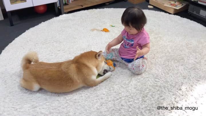 Moguのインスタグラム：「. ベビ子分のおもちゃで一緒に遊んだなの。 #子分のものはもぐのもの #もぐのものはもぐのもの #いつだってそうやって生きてきた #もぐ5歳 . @the_shiba_mogu  #柴犬 #shibainu #shiba#赤柴 #redshiba#犬 #dog#しばいぬ#nannydog#犬と子供#子供と犬#柴犬と子供#柴#赤ちゃんと犬#犬と赤ちゃん#柴犬と赤ちゃん#赤ちゃんと柴犬#柴犬のいる暮らし#子守犬」