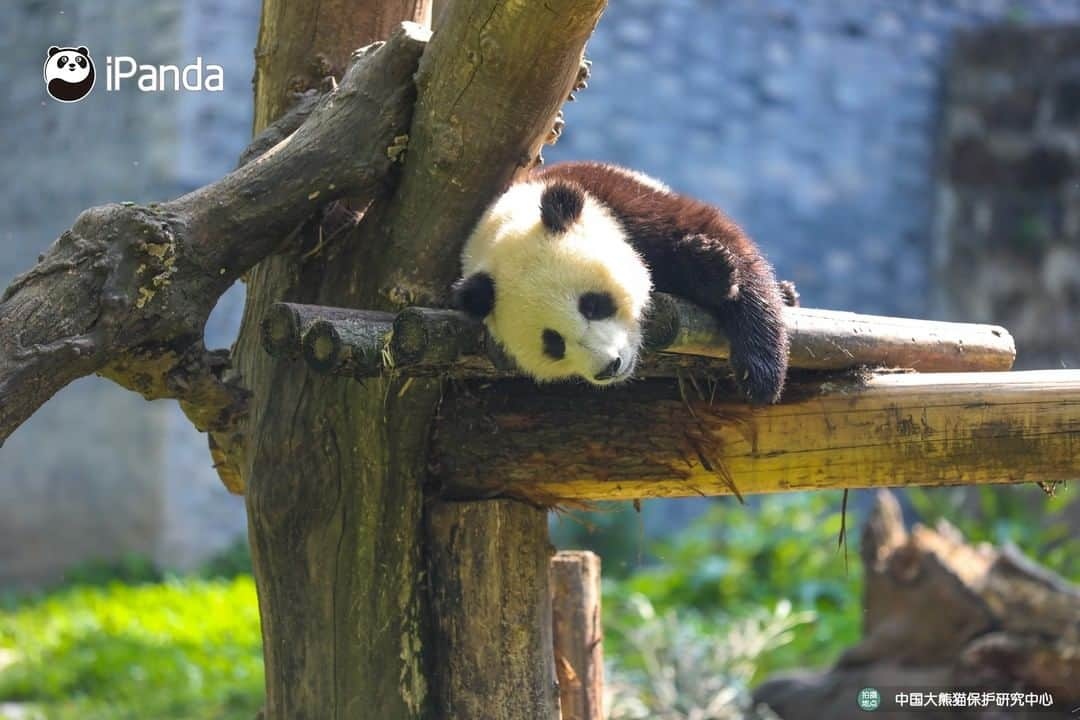 iPandaさんのインスタグラム写真 - (iPandaInstagram)「Sunshine in the afternoon can always blow away all the bothers. Drop everything you're doing right now and join me for a sunbath. 🐼 🐾 🐼 #panda #ipanda #animal #pet #adorable #China #travel #pandababy #cute #photooftheday #Sichuan #cutepanda #animalphotography #cuteness #cutenessoverload」5月16日 17時30分 - ipandachannel