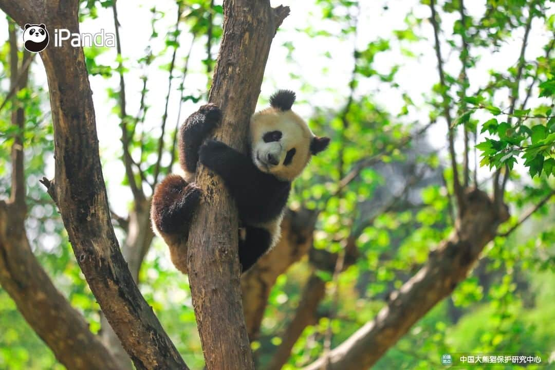 iPandaさんのインスタグラム写真 - (iPandaInstagram)「Sunshine in the afternoon can always blow away all the bothers. Drop everything you're doing right now and join me for a sunbath. 🐼 🐾 🐼 #panda #ipanda #animal #pet #adorable #China #travel #pandababy #cute #photooftheday #Sichuan #cutepanda #animalphotography #cuteness #cutenessoverload」5月16日 17時30分 - ipandachannel