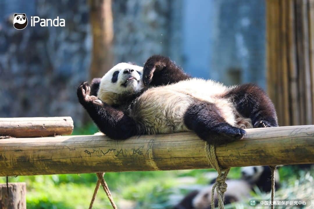 iPandaさんのインスタグラム写真 - (iPandaInstagram)「Sunshine in the afternoon can always blow away all the bothers. Drop everything you're doing right now and join me for a sunbath. 🐼 🐾 🐼 #panda #ipanda #animal #pet #adorable #China #travel #pandababy #cute #photooftheday #Sichuan #cutepanda #animalphotography #cuteness #cutenessoverload」5月16日 17時30分 - ipandachannel