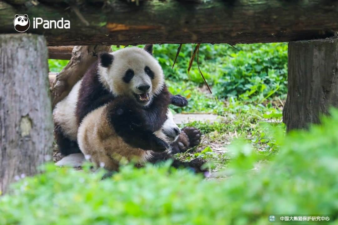 iPandaさんのインスタグラム写真 - (iPandaInstagram)「Sunshine in the afternoon can always blow away all the bothers. Drop everything you're doing right now and join me for a sunbath. 🐼 🐾 🐼 #panda #ipanda #animal #pet #adorable #China #travel #pandababy #cute #photooftheday #Sichuan #cutepanda #animalphotography #cuteness #cutenessoverload」5月16日 17時30分 - ipandachannel