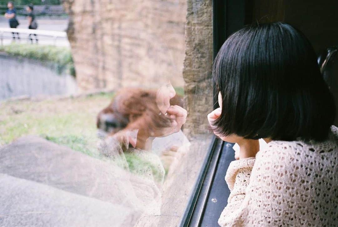 生越千晴さんのインスタグラム写真 - (生越千晴Instagram)「🦍﻿ ﻿ いつかの 夏﻿ ﻿ 언젠가  여름.﻿ ﻿ #동물원」5月16日 17時51分 - chiharu_ogoshi