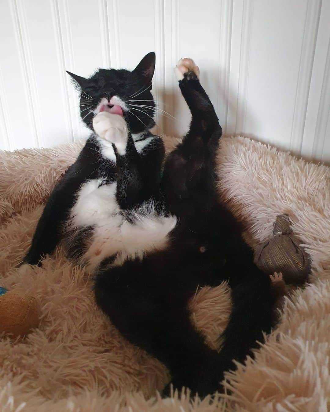 のインスタグラム：「Another snaxxy dic(tator) pic for the ladies 😽😻 I'm agile af, just saying ✌🏻」