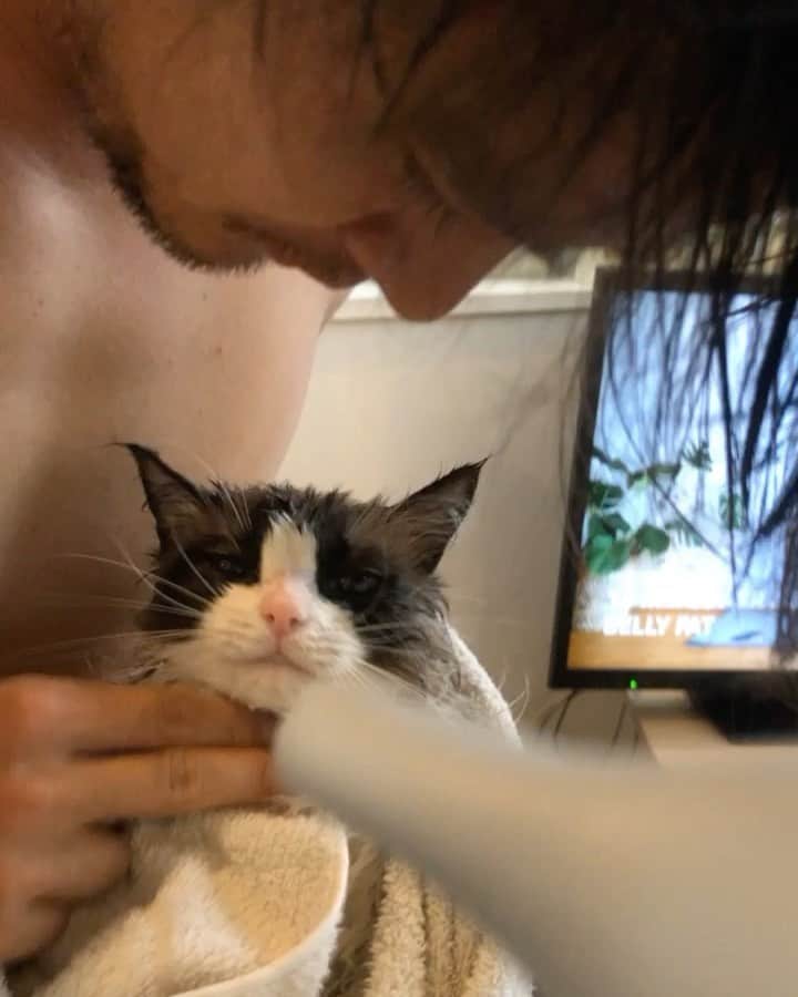 ダニエル太郎のインスタグラム：「Mission clean the cat. Shoutout @rikatatsuno for giving me instructions #catsofinstagram #ragdoll」