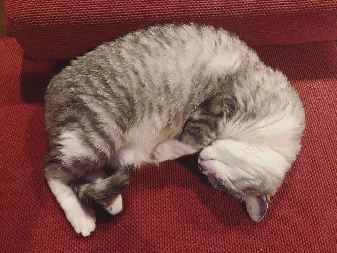 坂本美雨さんのインスタグラム写真 - (坂本美雨Instagram)「ずっと眠い日。 #サバ美」5月16日 18時31分 - miu_sakamoto