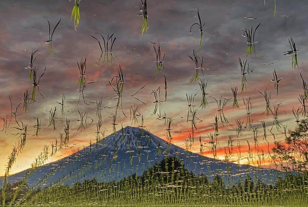 phantastic420のインスタグラム：「. 🤩🤩“Shizuoka” prefecture in Japan is a place where you can see the most “phantastic” Mt. Fuji🗻 in the world.🤩 #富士山 #mtfuji #japan #shizuoka #fujinomiya  #宮すた #miyasta @fujinomiyacity  #phantastic420photography #mostphantasticmtfuji #selamatpagi  #goodmorning  #おはようございます 😷😇😷😇😷😇😇🗻😇😇😷😇」