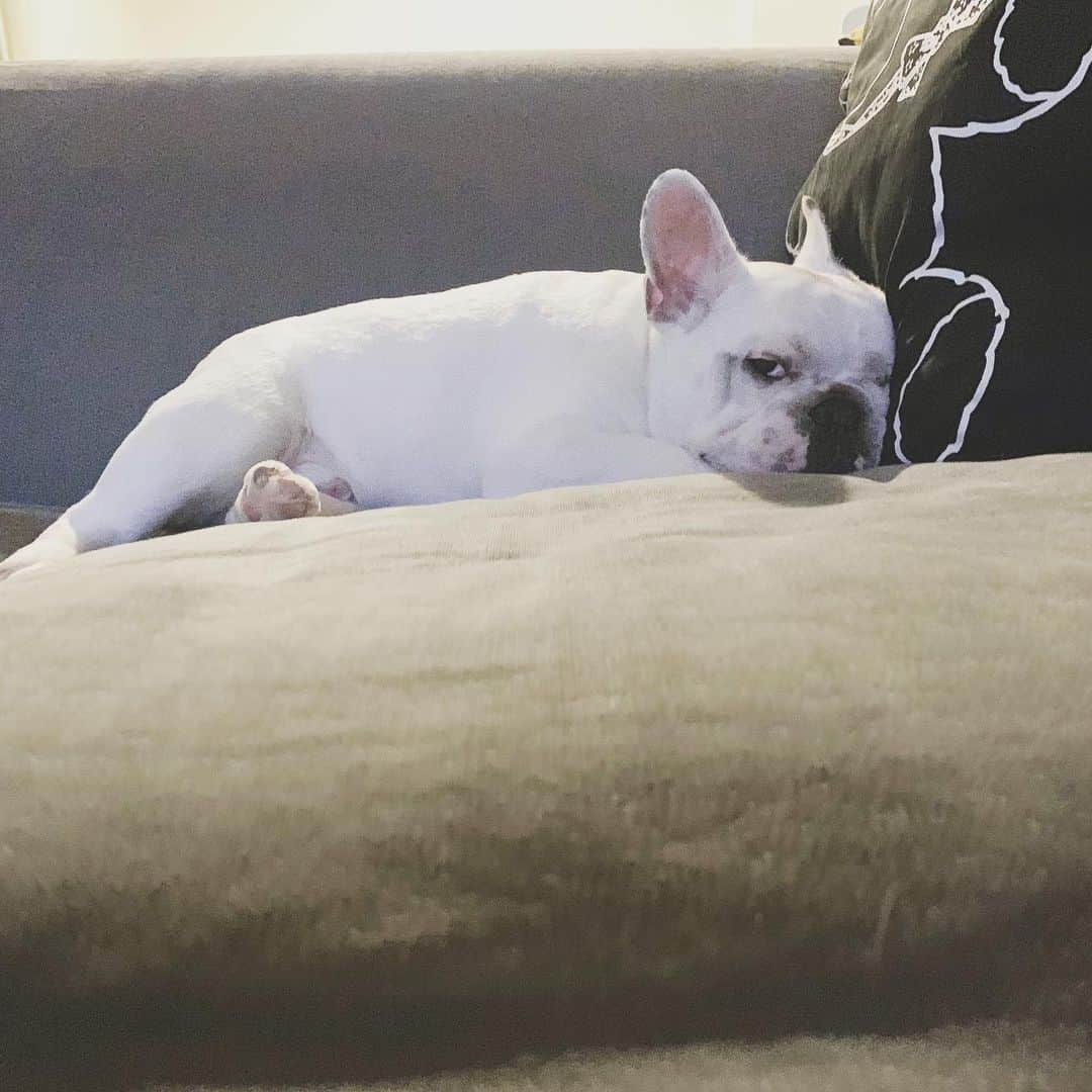 鑑田幸代のインスタグラム：「雨です☂️ #frenchbulldog  #frenchbulldogs  #french_bulldogs  #frenchie  #buhi  #ハニーパイド #フレブル  #グース #グーちゃん」