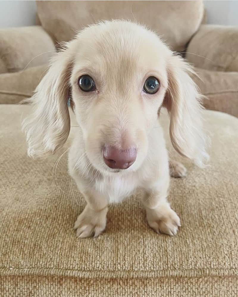 animals.coのインスタグラム：「Those puppy dog eyes belong to River, mini dachshund 🐶❤️ | Photography by @river.the.mini.weenie」