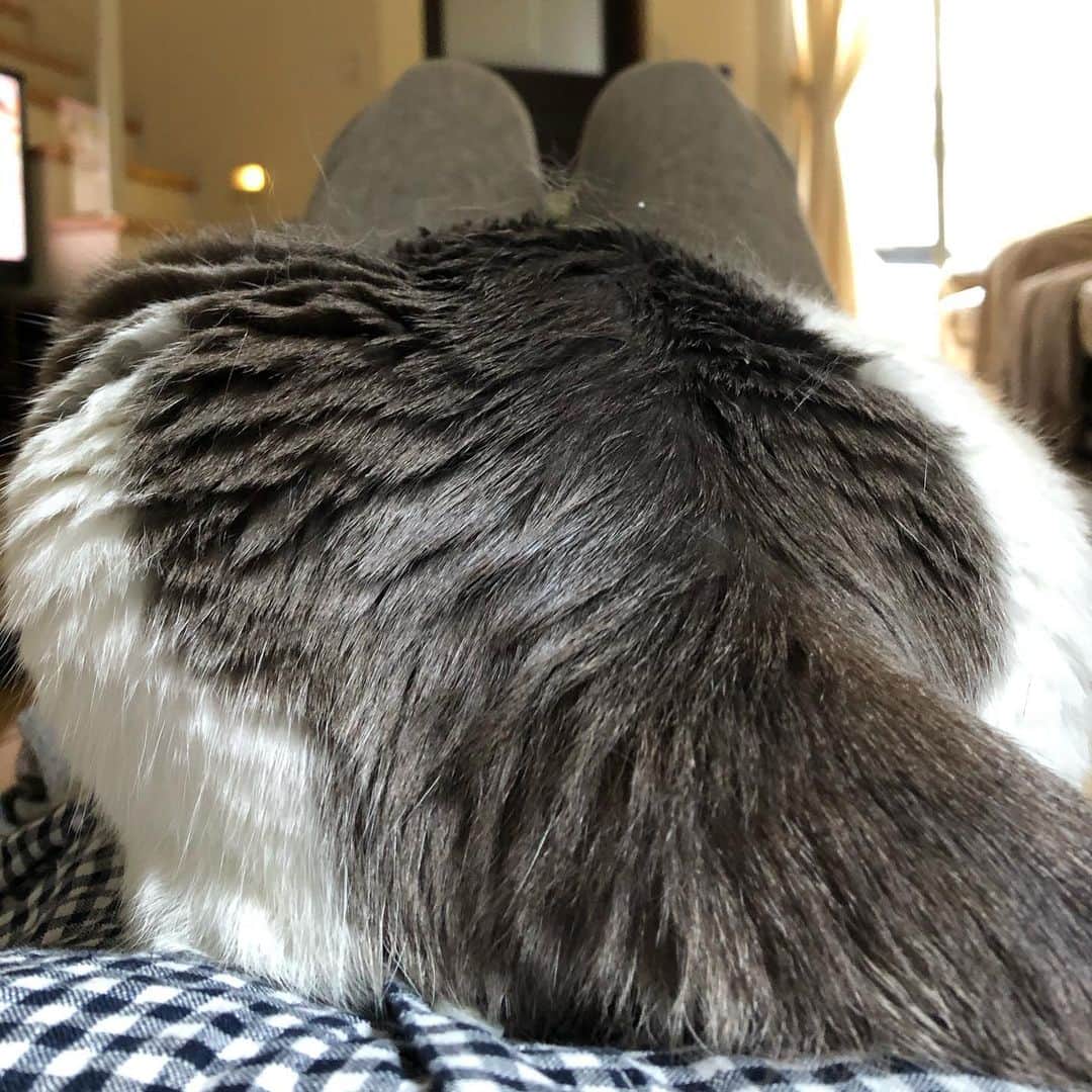 南早苗のインスタグラム：「家でストレッチをしようとしたら、、 🐈が負荷をかけてくれましたw  #猫トレーナー　#お尻プリンプリン　#何故お尻を向けるのか　#猫あるある　#猫　#cat #ねこのいる生活  #さくらねこ #おうち時間 #猫好きさんと繋がりたい  #ねこすたぐらむ」