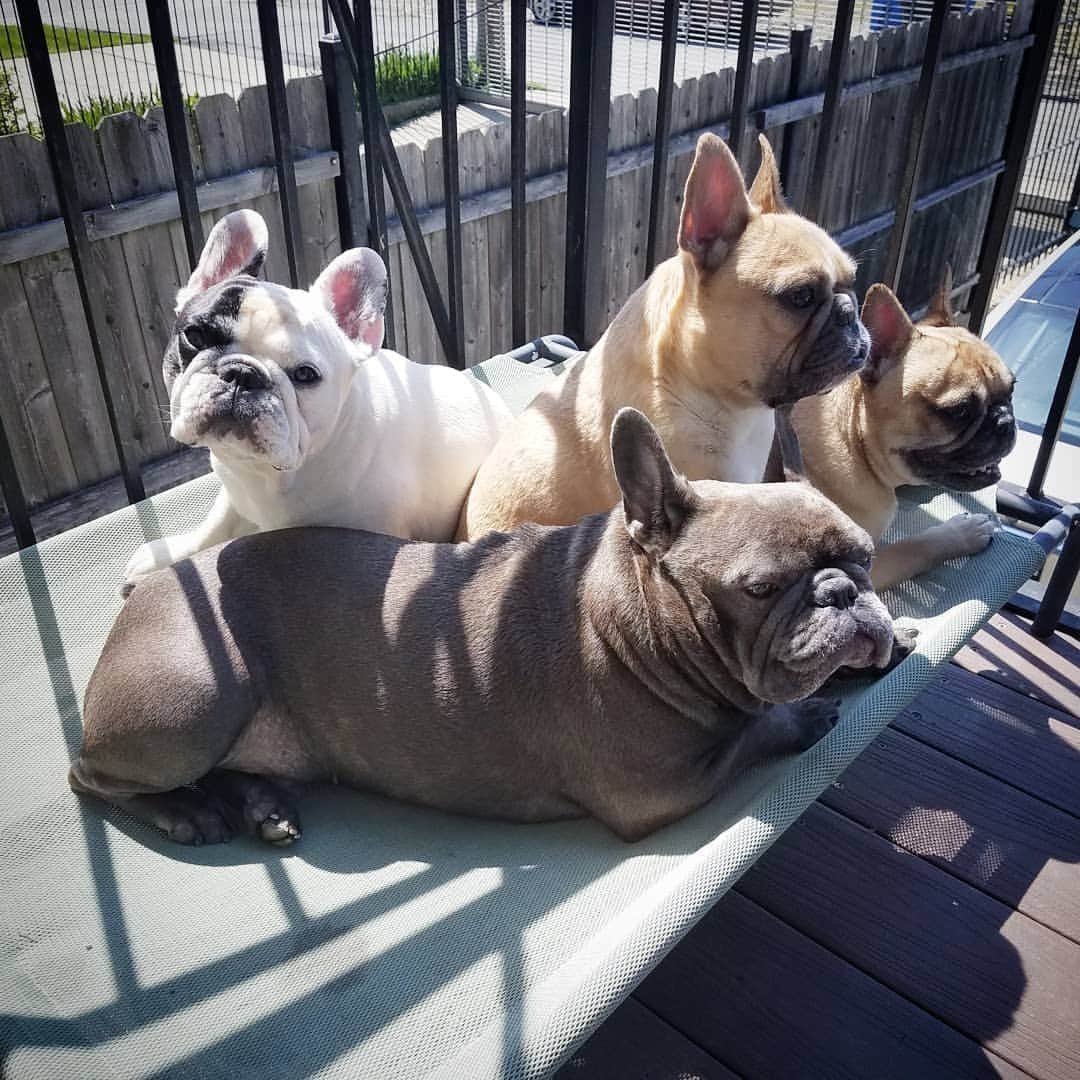 Manny The Frenchieさんのインスタグラム写真 - (Manny The FrenchieInstagram)「No, let's definitely all crowd on one side of the dog bed, totally comfortable. 🙄」5月17日 6時07分 - manny_the_frenchie