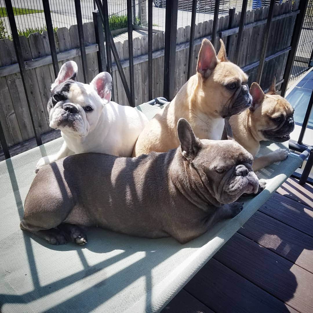 Manny The Frenchieのインスタグラム：「No, let's definitely all crowd on one side of the dog bed, totally comfortable. 🙄」