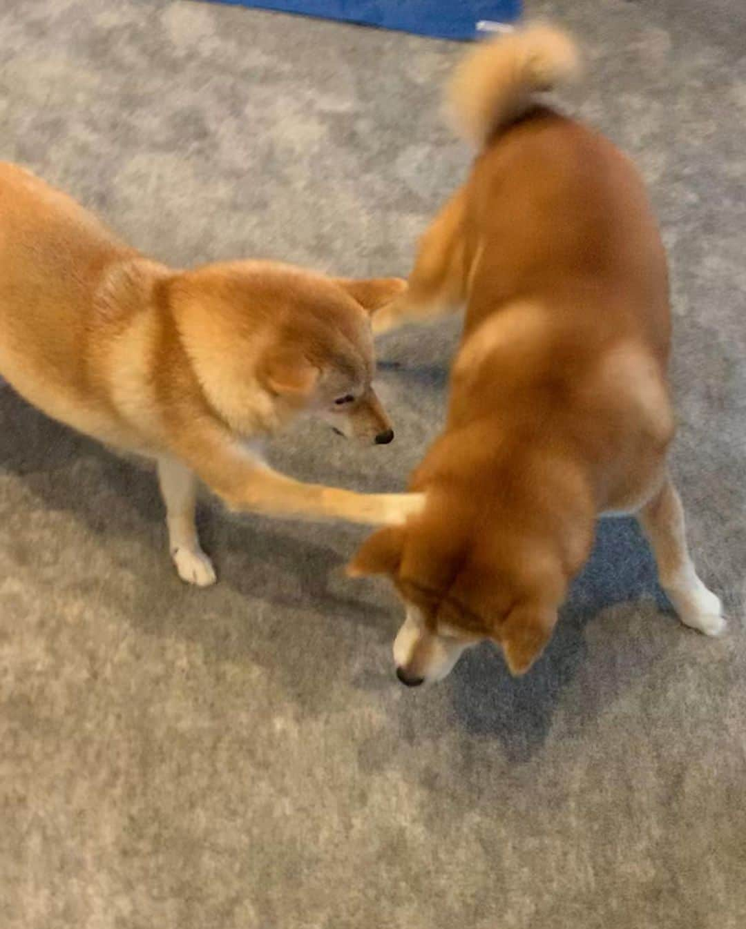 shibainu berryさんのインスタグラム写真 - (shibainu berryInstagram)「撫でて欲しくてゴロゴロしてたらむくみに襲撃受けるおやじ💥 #❤️迷子犬の掲示板スタッフ @maigo_dog  #❤️迷子犬の掲示板四国 @maigo_dog_shikoku #めざせ迷子犬ゼロ👌 #柴犬 #べりやん #べりむく #多頭飼い #berry #shiba #shibainu  #shibainumania #shibastagram #instashiba #ぷにっと部 #口角キュキュッと部  #チーム俺様 →部員絶賛募集中 #shiba_snap #proudshibas #west_dog_japan #サンデイ #instagramjapan #ふわもこ部 #pecoいぬ部 #pecotv #buzzfeedanimals #dogsofinstagram #dogsofinstaworld #dogs_of_instagram #9gag」5月16日 22時21分 - shibainu.berry