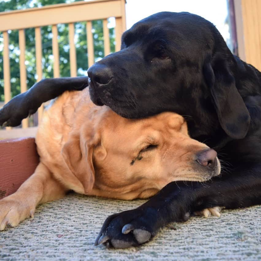 Jake And Gingerさんのインスタグラム写真 - (Jake And GingerInstagram)「Saturday snoozing in the yard. ❤️ #labradorsarebest #labradorretriever #labradoodle ##labradorsofinstagram #dogsofinstagram #dogoftheday」5月16日 22時37分 - jake_n_ginger